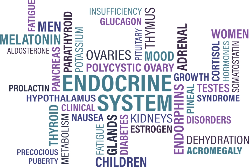 Hakkında endokrin hormonlar: paratiroid hormon