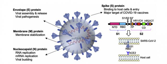 Figure of Covid 19 Rapid Antigen Test