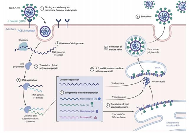 Figure of Covid 19 Antigen Test