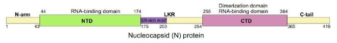 Antigen Testing Covid19