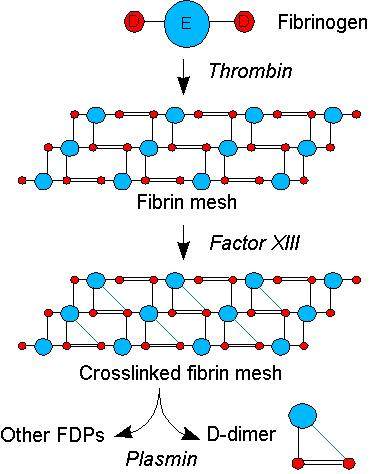 Dimer Antibody