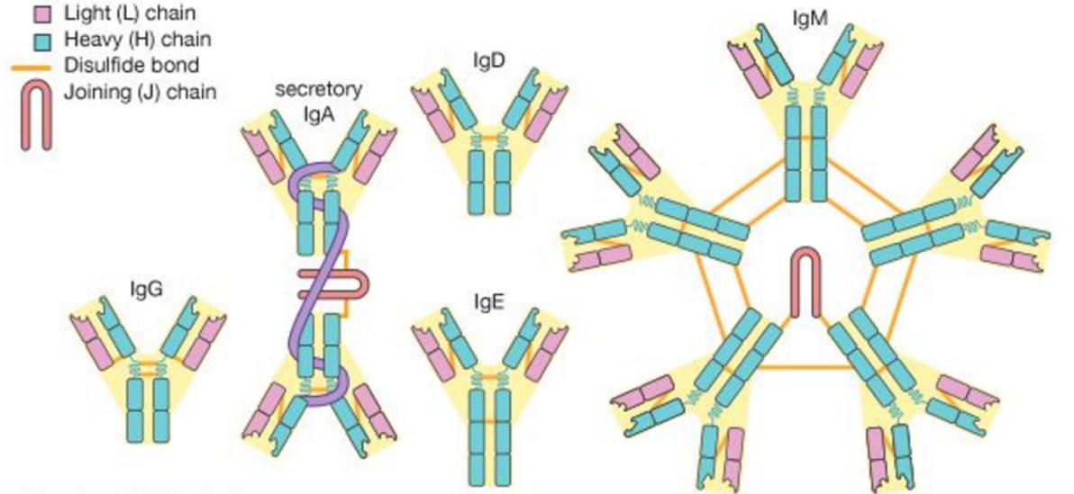 Immunodiagnosis bakış