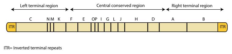 monkeypox-3.jpg